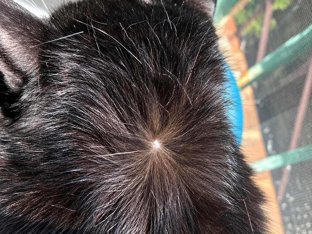 Scheid kattenhaar voorzichtig