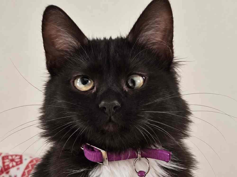 Helping other cats in Cyprus