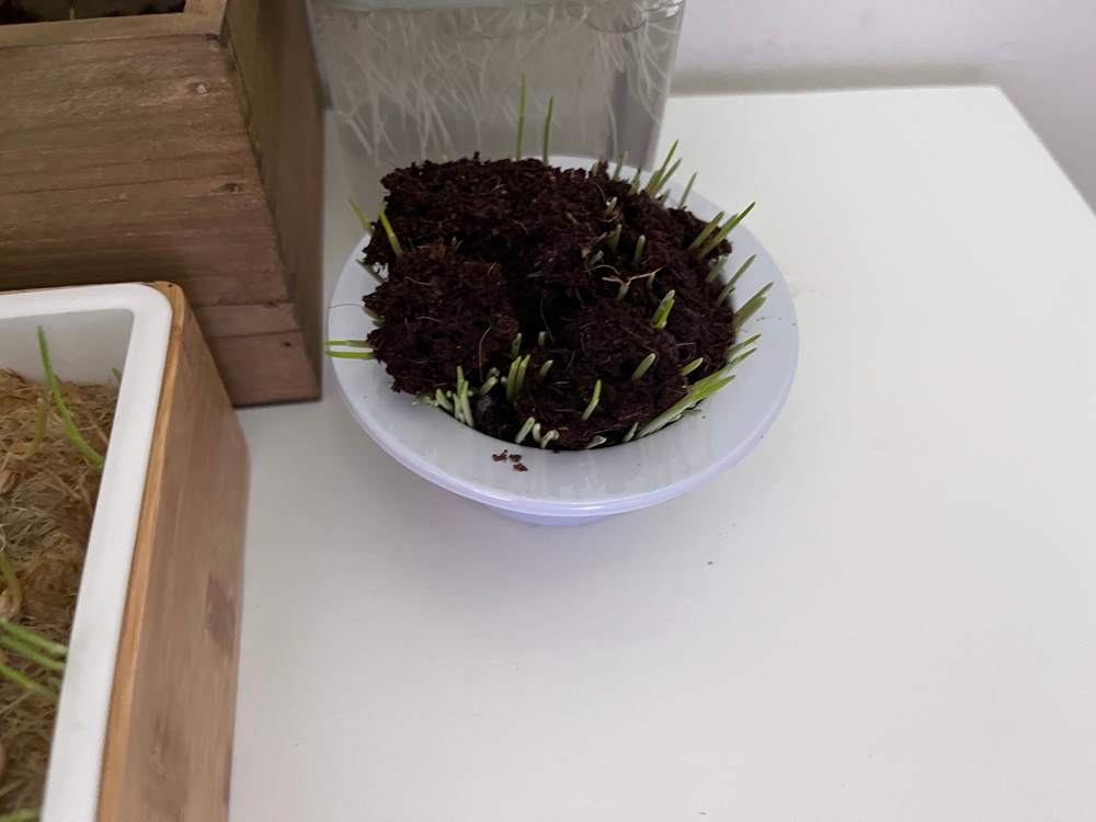 K&H Pet Products EZ Mount Window Cat Grass Grow