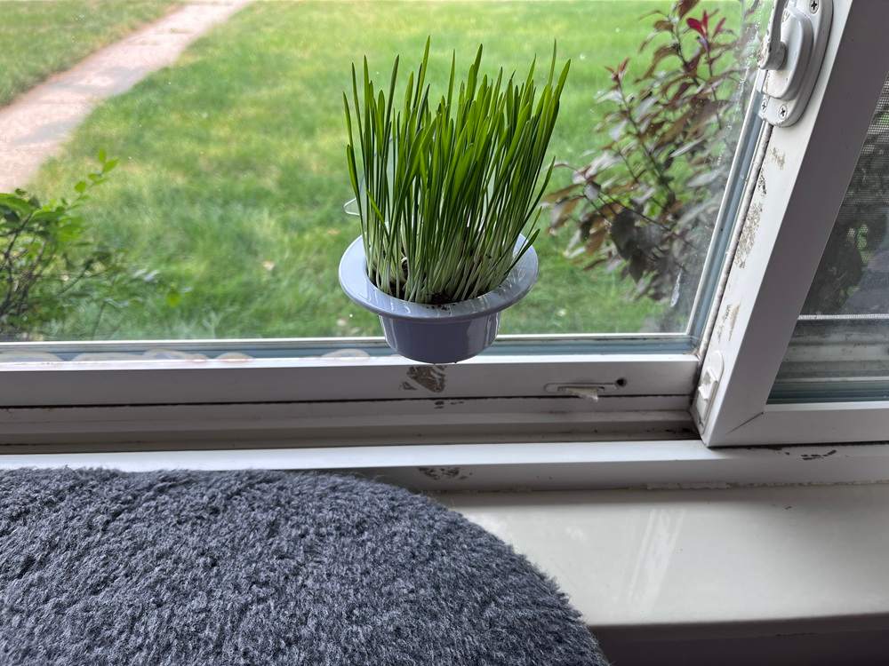 K&H Pet Products EZ Mount Window Cat Grass Grow