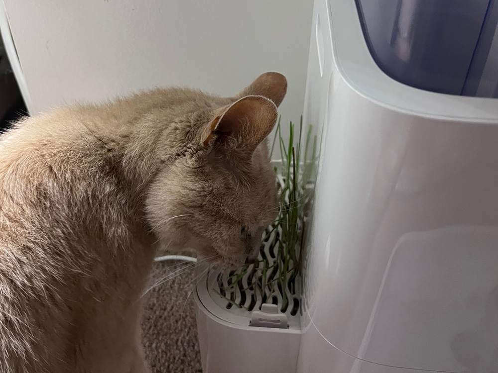 LALAHOME 10L Automatic Cat Water Fountain with Cat Grass Growing Station