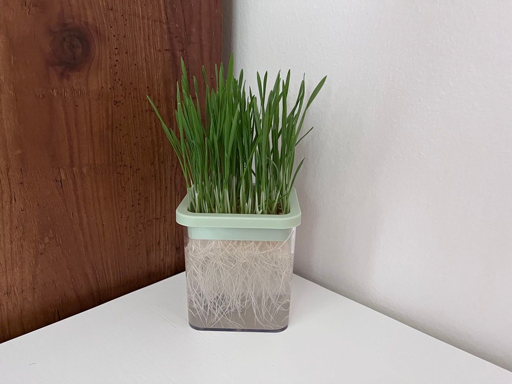 LYKOCLEAN Hydroponic Cat Grass Kit