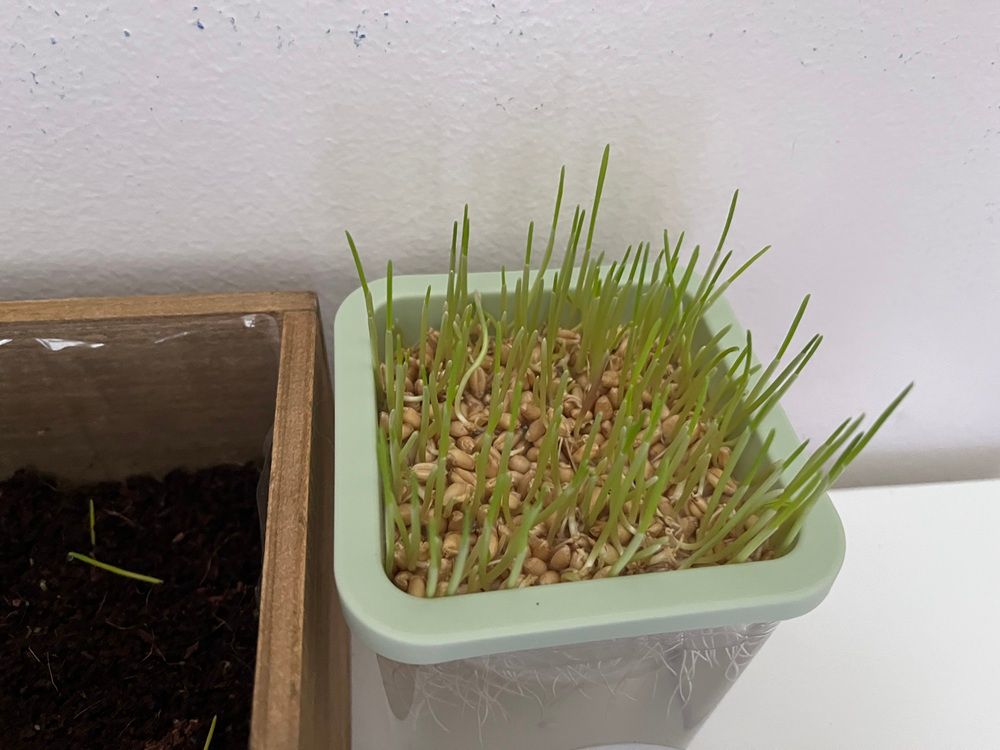 LYKOCLEAN Hydroponic Cat Grass Kit