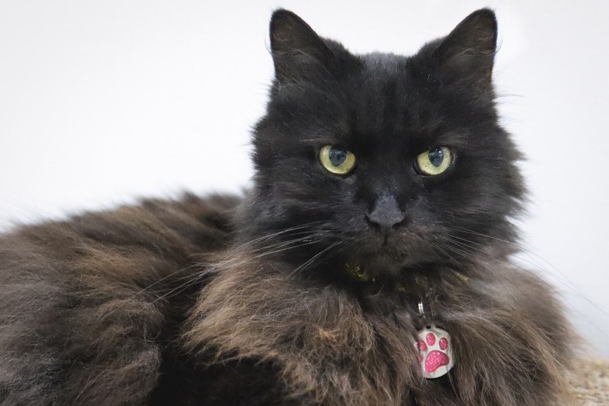 Lang haar, zwartbruin, poes, groene ogen, liggend, loungen