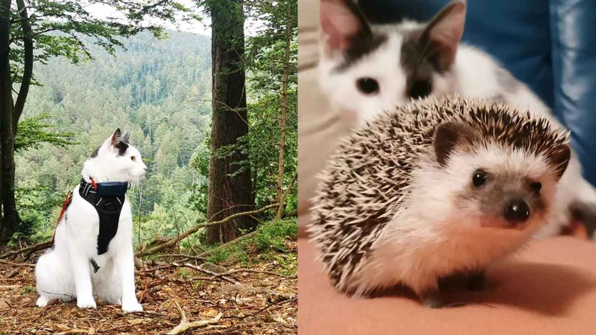 Meet Bodi, the Smart Adventure Cat With a Hedgehog Sister! - Cats.com