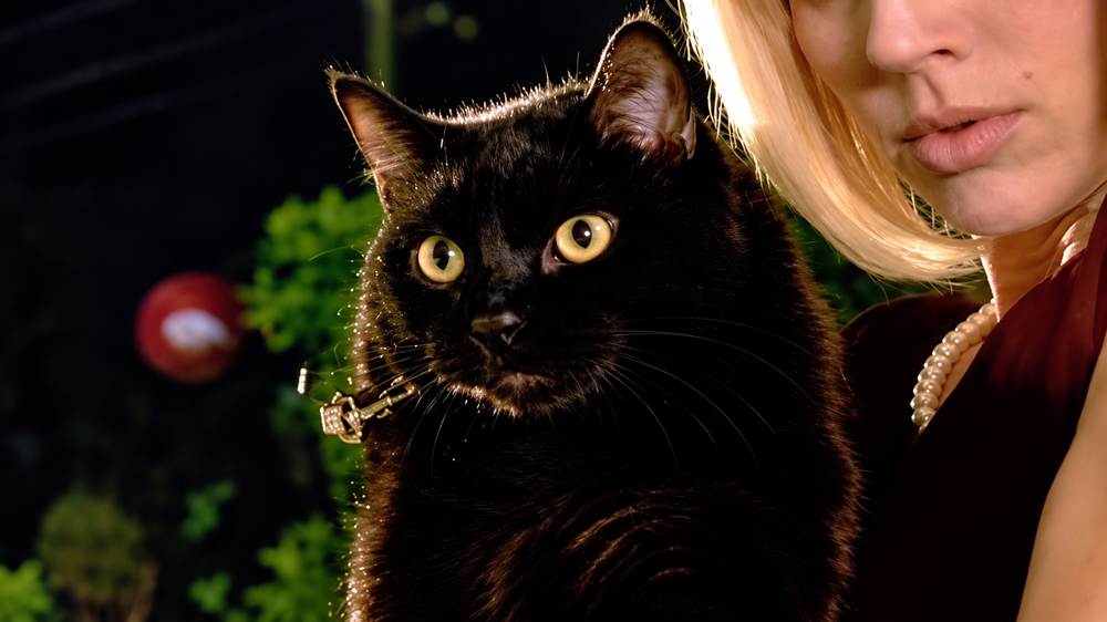 Midnight Cat and Pearl Elegance