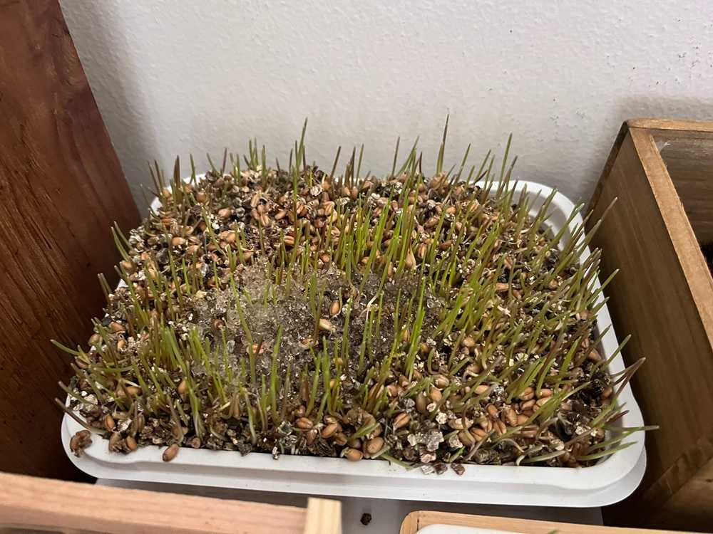 Miracle Care Cat Grass Plus