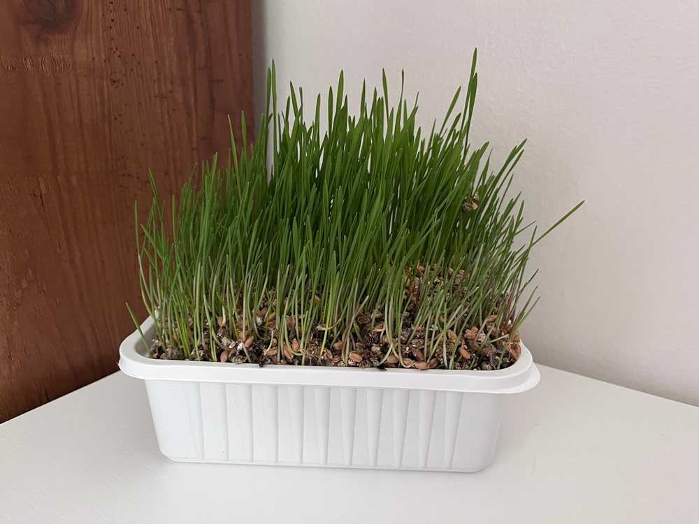 Miracle Care Cat Grass Plus