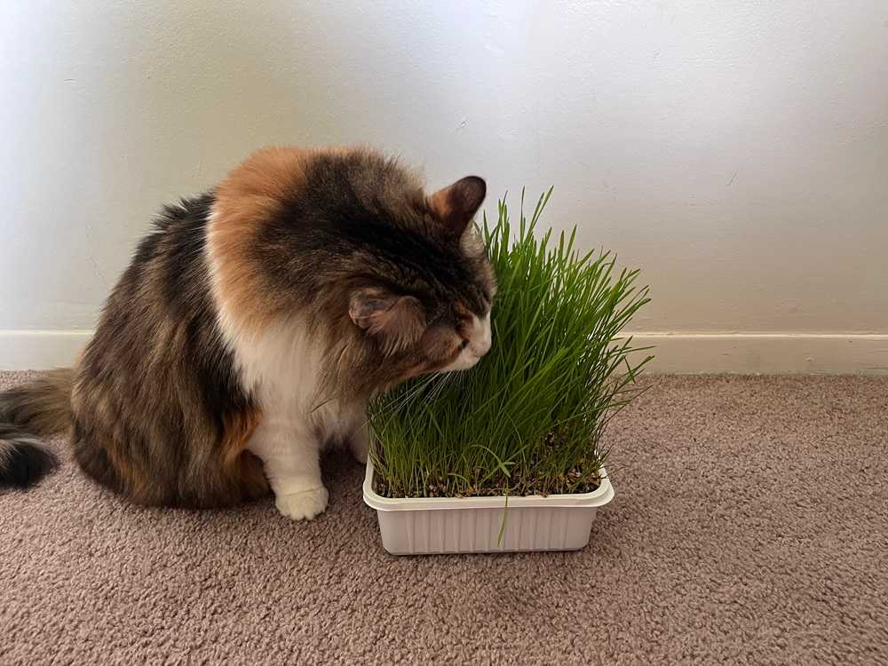 Miracle Care Cat Grass Plus