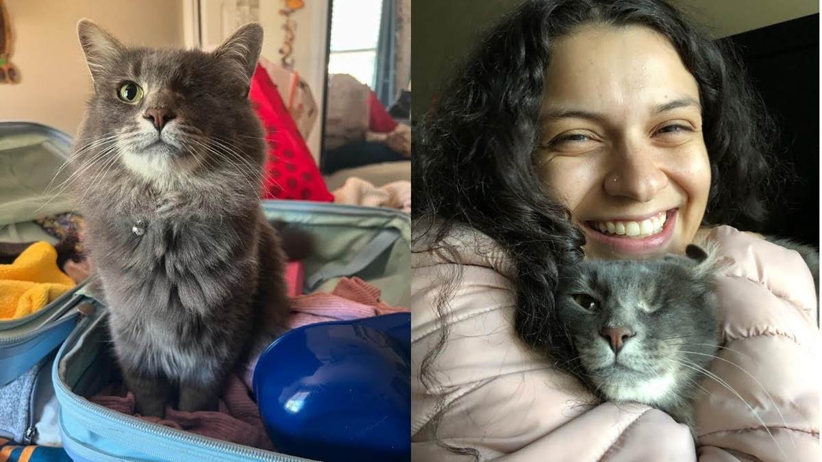 One Eyed Cat Wins Womans Heart