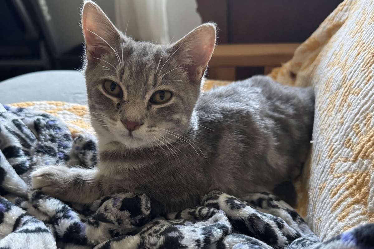 One gray tabby kitten