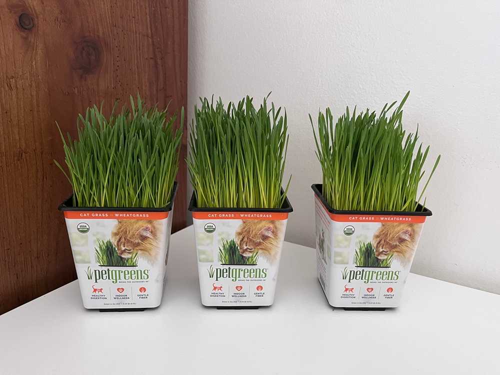 Pet Greens Live Grass Cat Treat