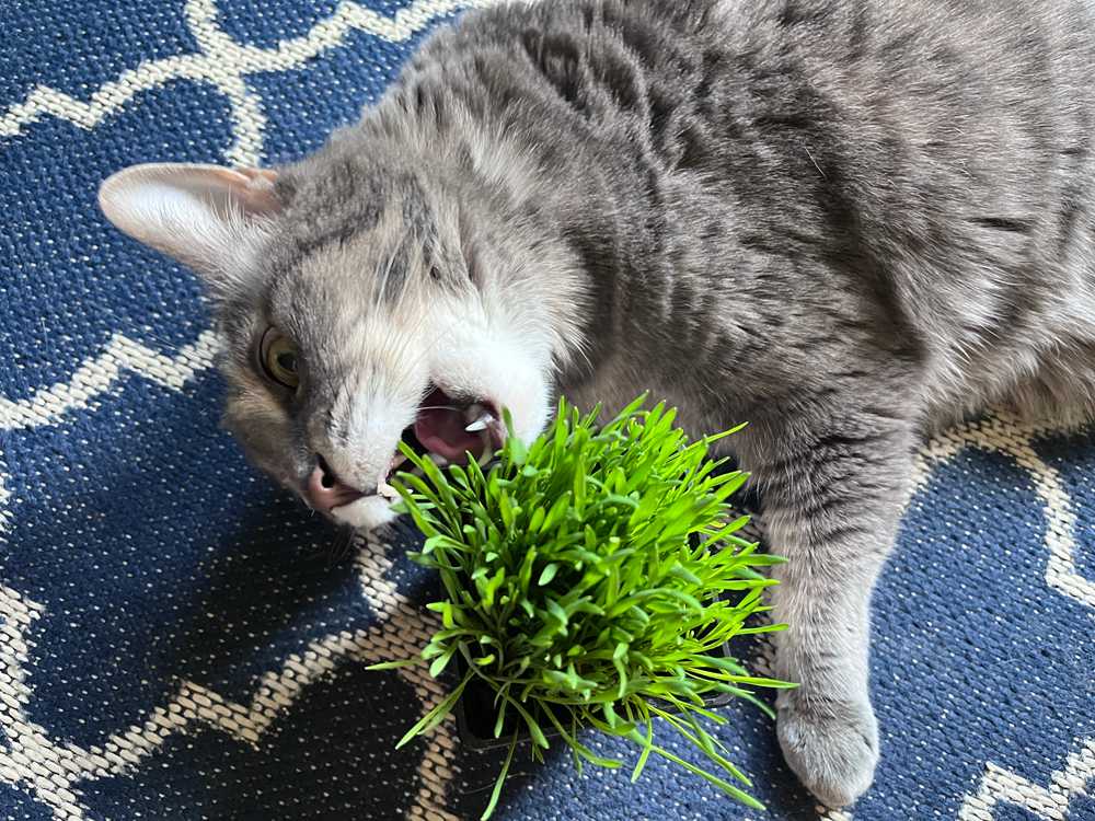Pet Greens Live Grass Cat Treat