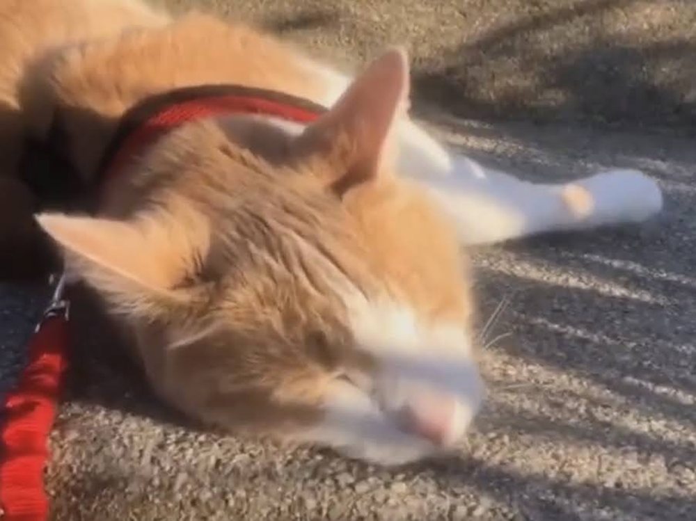 Providing outdoor enrichment for cats