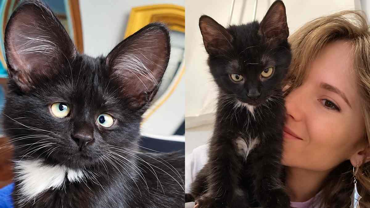 Split-Screen Portraits of a Tuxedo Kitten