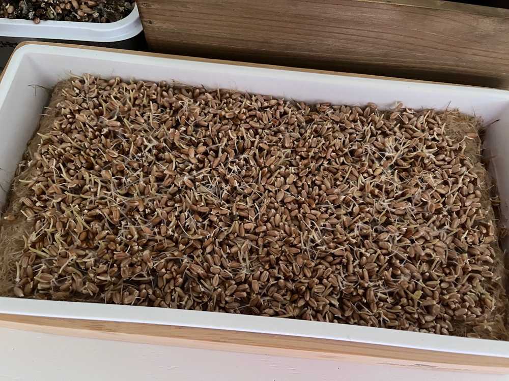 ZestiGreens Self-Watering Cat Grass Kit
