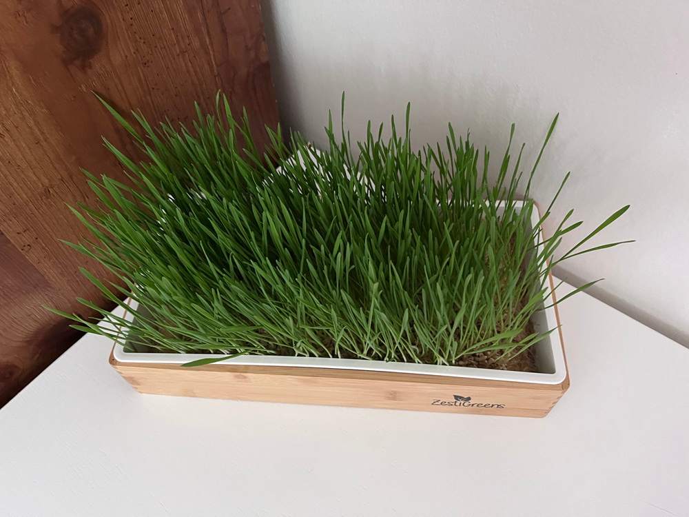 ZestiGreens Self-Watering Cat Grass Kit