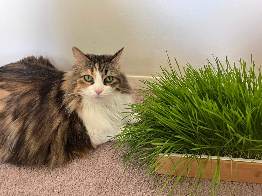 ZestiGreens Self-Watering Cat Grass Kit