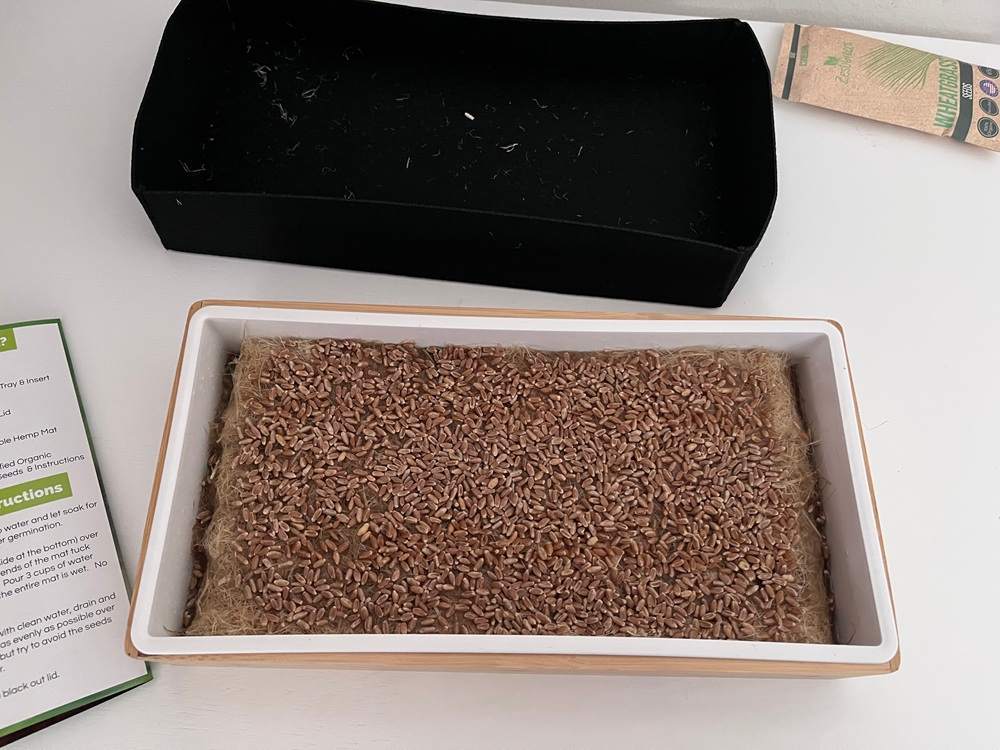 ZestiGreens Self-Watering Cat Grass Kit