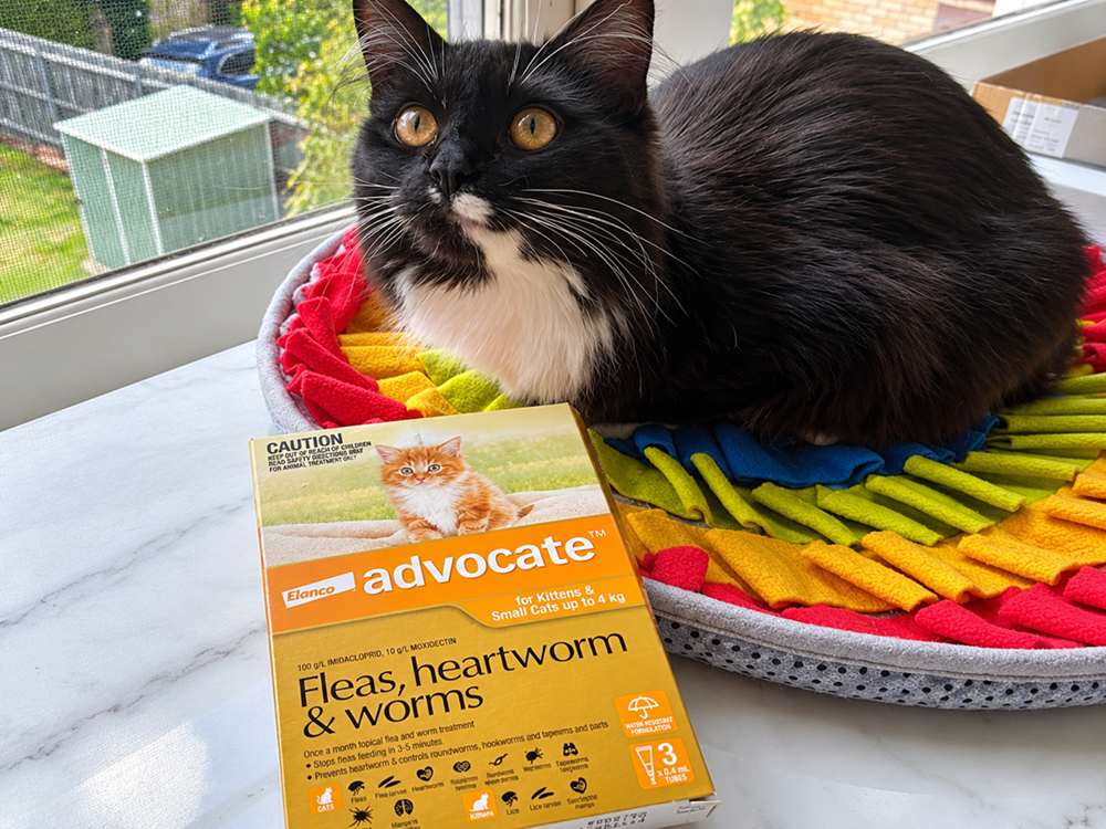 zwarte kat en spot-on behandeling