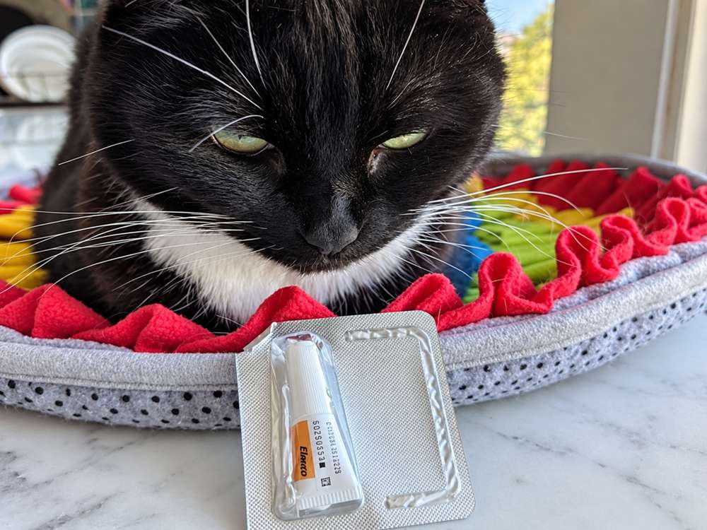 zwarte kat en spot-on-behandeling