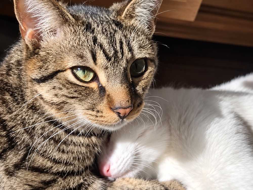 Man Finds Two Kittens in His Tires and Adopts Them! - Cats.com