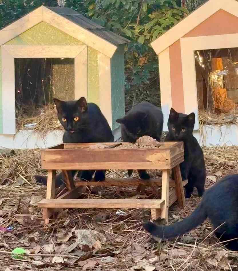 cat colony