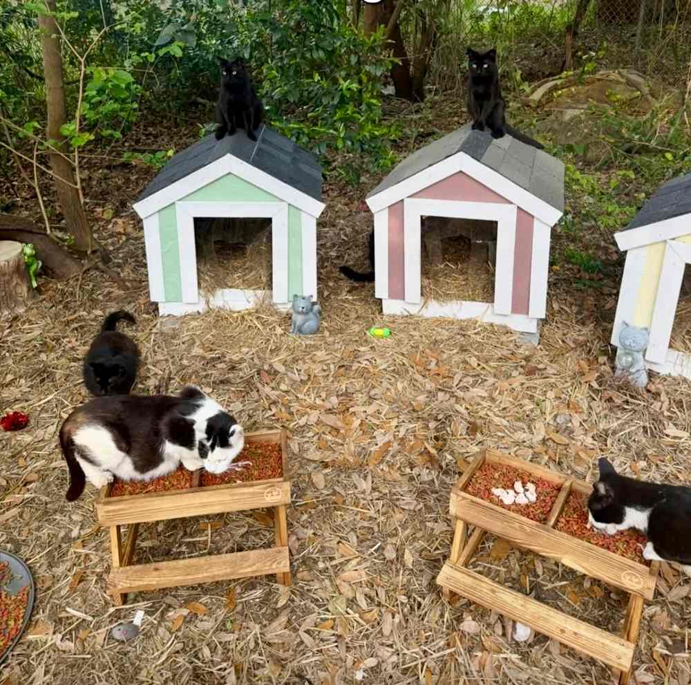 cat colony
