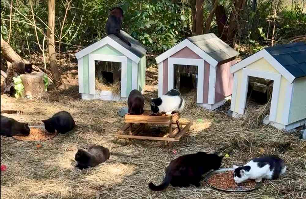 cat colony