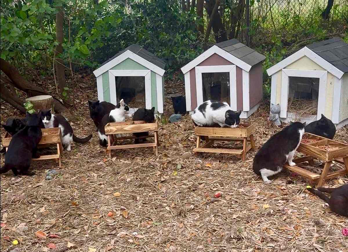 cat colony