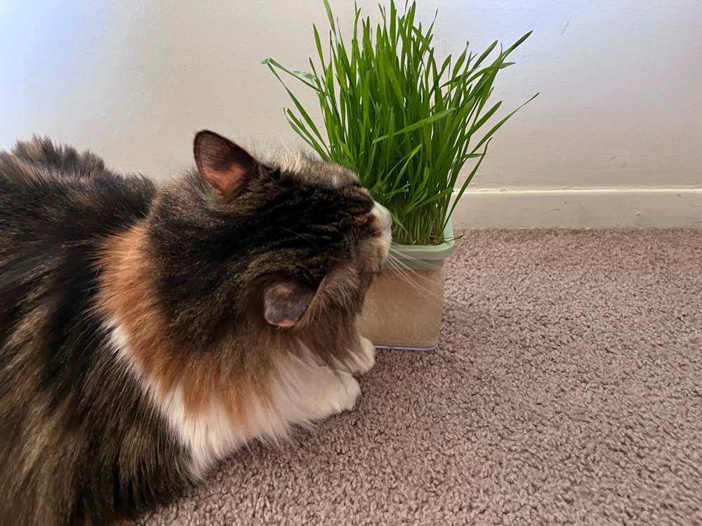 cat eating grass