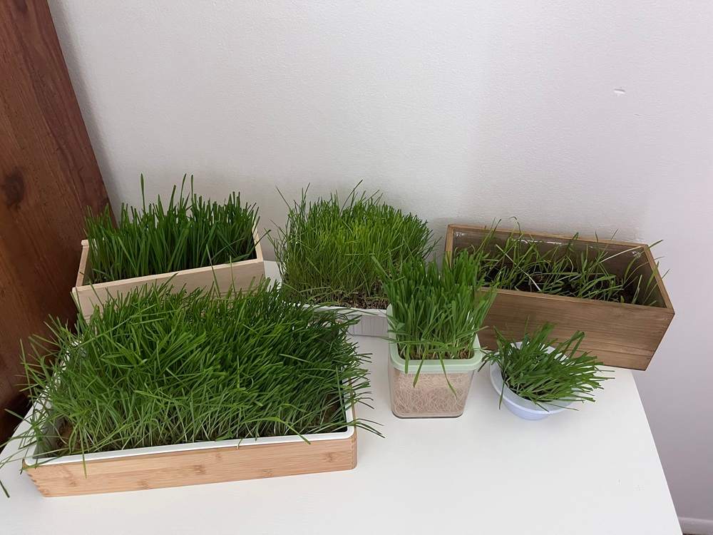 cat grasses grow