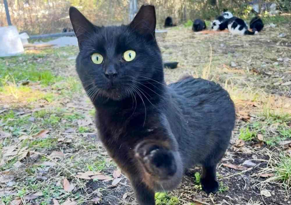 cat pawing