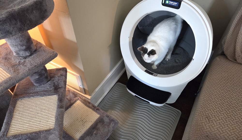 kat met behulp van Litter Robot