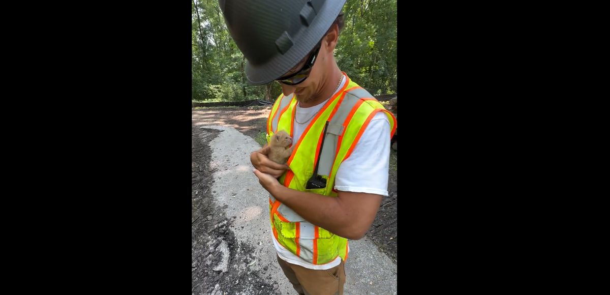 kitten and construction worker