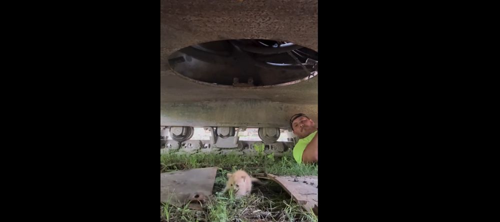 kitten rescue