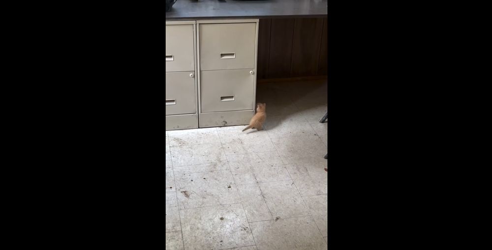 kitten rescued