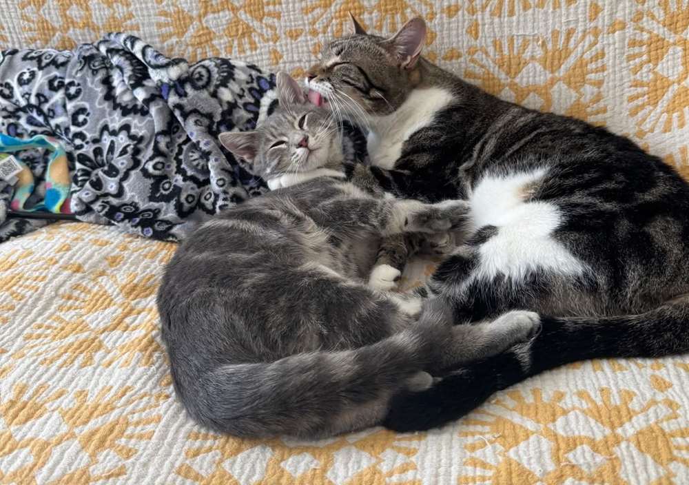 one gray tabby with sister maggie