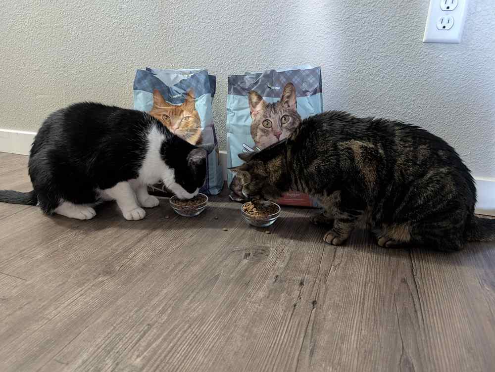 tested both Nutrena Loyall Life cat foods