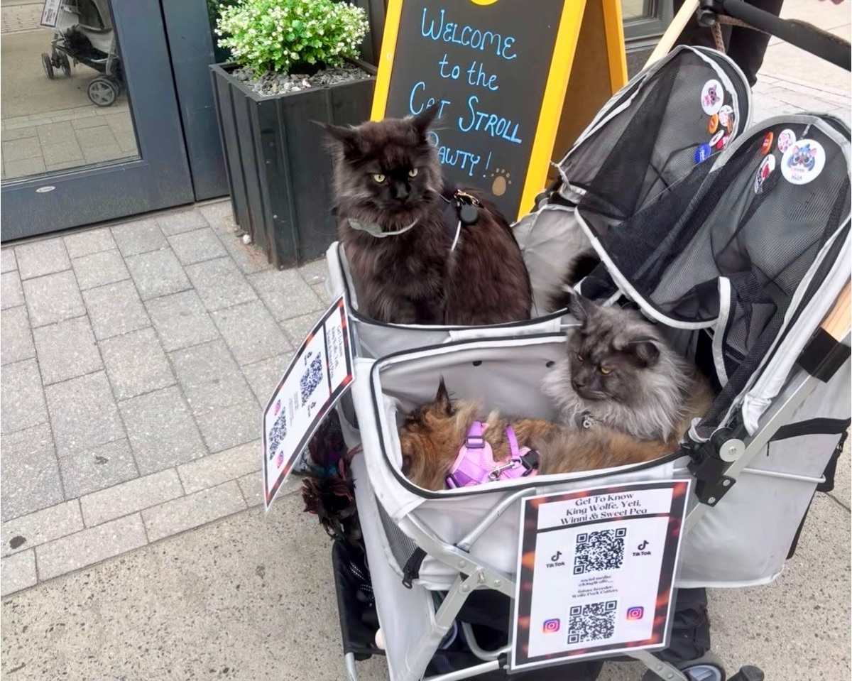 welcome cat stroll